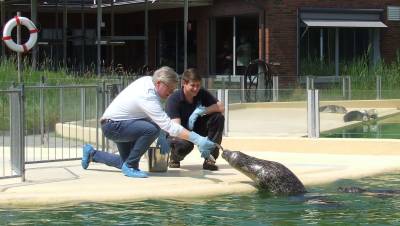 Seehundstation - Dr. Althusmann - Dr. Althusmann: "Er frisst mir aus der Hand." 